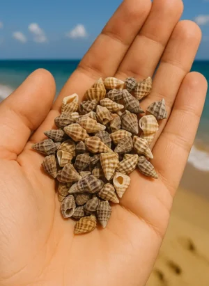 deniz kabuk 1